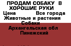 ПРОДАМ СОБАКУ  В ХОРОШИЕ РУКИ  › Цена ­ 4 000 - Все города Животные и растения » Собаки   . Архангельская обл.,Пинежский 